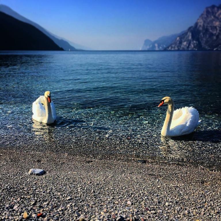 Villa Linfano Torbole Sul Garda ภายนอก รูปภาพ